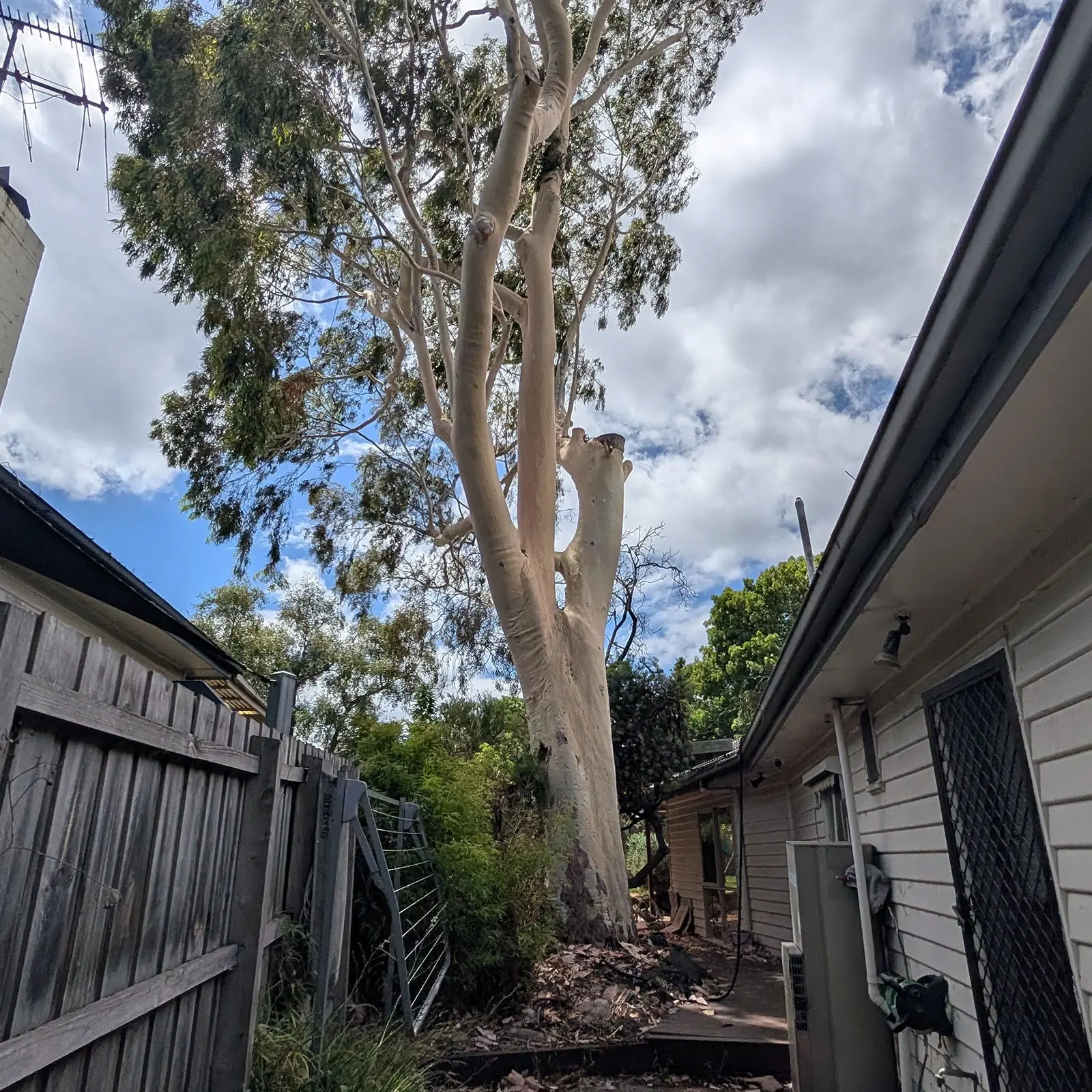 Tree-related structural movement assessment